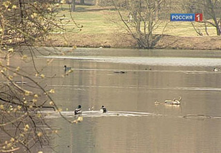 В Подмосковном пруду нашли тела пропавших матери и ребенка